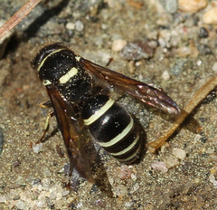 Ancistrocerus waldenii