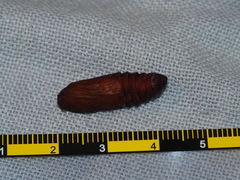 Exsula dentatrix albomaculata