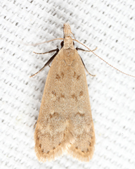 Dichomeris punctidiscellus