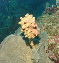 Pyura spinifera