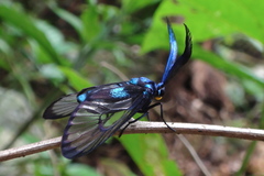 Zama nigrigemma