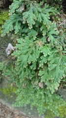 Selaginella repanda