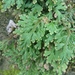 Selaginella repanda - Photo (c) lily2020, algunos derechos reservados (CC BY-NC)