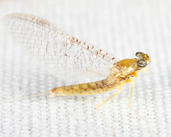 Leucrocuta umbratica