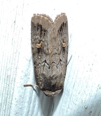 Proteuxoa restituta
