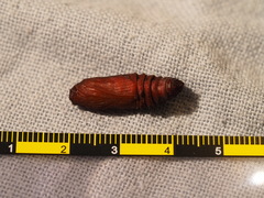 Exsula dentatrix albomaculata