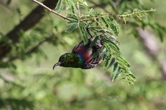 Cinnyris mariquensis