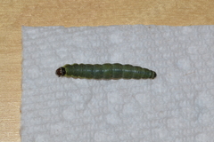 Choristoneura conflictana