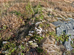 Erigeron strigosus strigosus