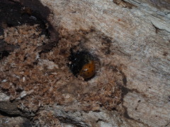 Exsula dentatrix albomaculata