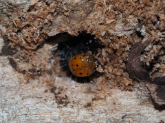 Exsula dentatrix albomaculata