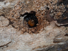 Exsula dentatrix albomaculata