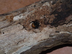 Exsula dentatrix albomaculata