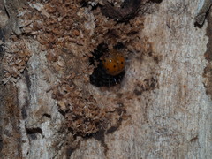 Exsula dentatrix albomaculata