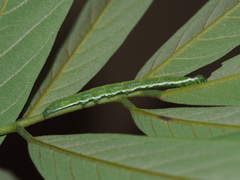 Pseudosphetta moorei