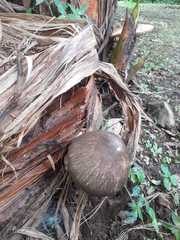 Volvariella volvacea