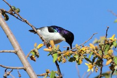 Anthreptes orientalis