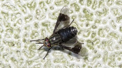 Chrysops niger