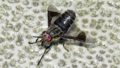 Chrysops niger