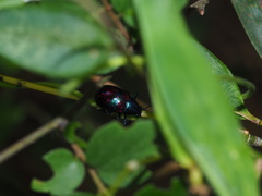 Platycorynus undatus