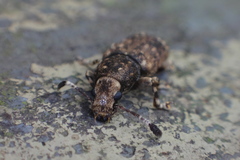 Eucorynus crassicornis