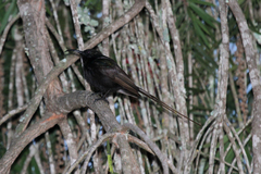 Nectarinia kilimensis