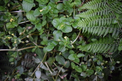 Erythranthe glabrata