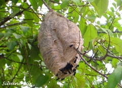 Parachartergus apicalis