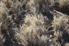 Scleropogon brevifolius