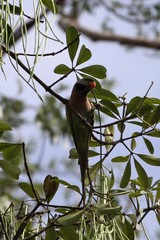 Psittacula alexandri fasciata