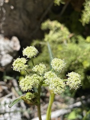 Angelica scabrida
