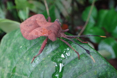 Dalader planiventris