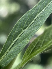 Angelica scabrida