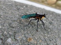 Microstylum oberthurii