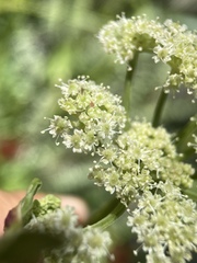 Angelica scabrida