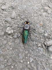 Microstylum oberthurii