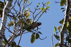 Psittacula alexandri fasciata