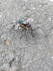 Microstylum oberthurii