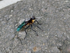 Microstylum oberthurii