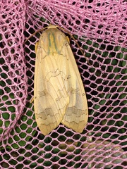 Halysidota tessellaris