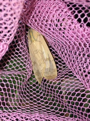 Halysidota tessellaris