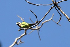 Psittacula alexandri fasciata