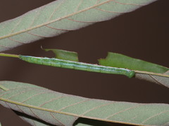 Pseudosphetta moorei