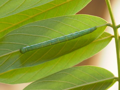 Pseudosphetta moorei