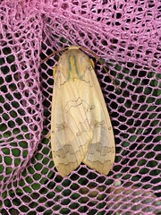 Halysidota tessellaris