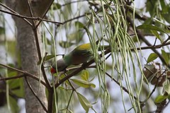 Psittacula alexandri fasciata