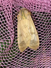 Halysidota tessellaris