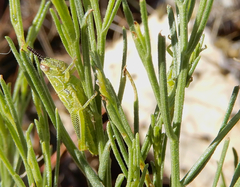 Hesperotettix viridis