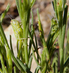 Hesperotettix viridis