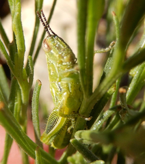 Hesperotettix viridis